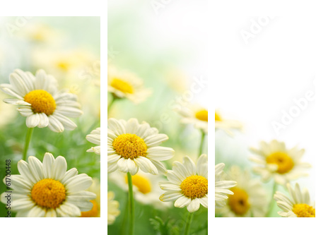 Daisy flower  - Dreiteiliges Leinwandbild, Triptychon