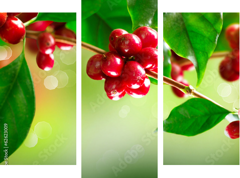 Coffee Plant. Branch of a Coffee Tree with Ripe Beans  - Dreiteiliges Leinwandbild, Triptychon