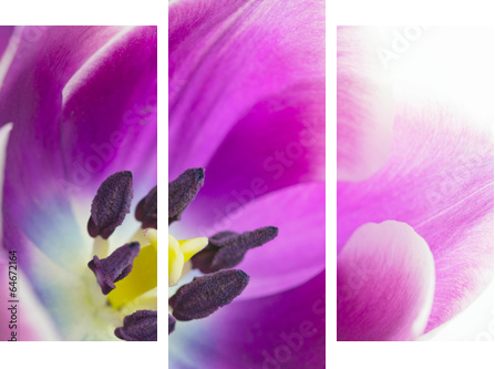 Makroaufnahme von TulpenblÃ¼te  - Dreiteiliges Leinwandbild, Triptychon