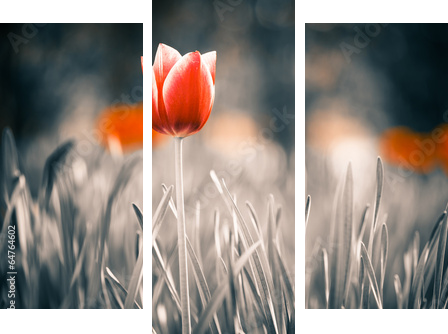 red tulip flower at spring garden  - Dreiteiliges Leinwandbild, Triptychon