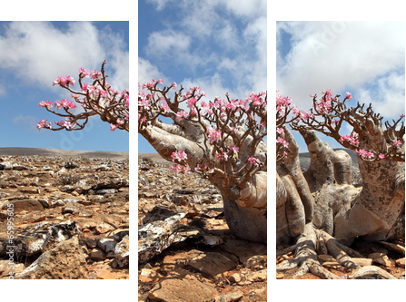 Bottle tree in bloom - adenium obesum  - Dreiteiliges Leinwandbild, Triptychon