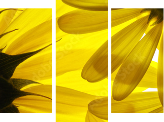 Yellow flowers background - Dreiteiliges Leinwandbild, Triptychon