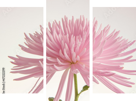 Pink chrysanthemum isolated  - Dreiteiliges Leinwandbild, Triptychon