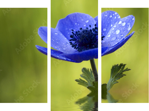 Blue Anemone Flower with Waterdrops - Dreiteiliges Leinwandbild, Triptychon
