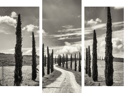 cypress trees - Dreiteiliges Leinwandbild, Triptychon