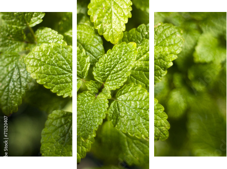 Lemon balm (Melissa officinalis)  - Dreiteiliges Leinwandbild, Triptychon
