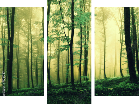 Magic green colored forest - Dreiteiliges Leinwandbild, Triptychon