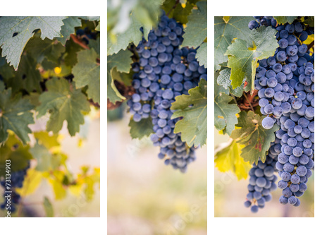 Wine grapes on summer vine  - Dreiteiliges Leinwandbild, Triptychon