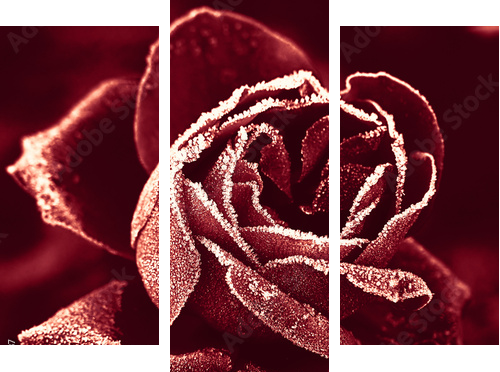 Red Rose under hoar-frost  - Dreiteiliges Leinwandbild, Triptychon