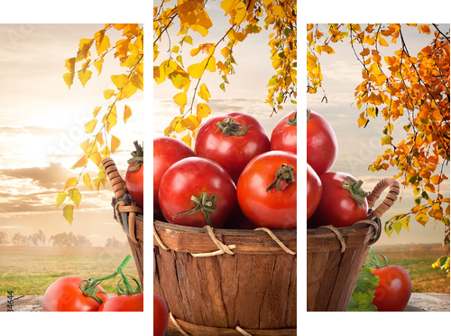Ripe tomatoes  - Dreiteiliges Leinwandbild, Triptychon