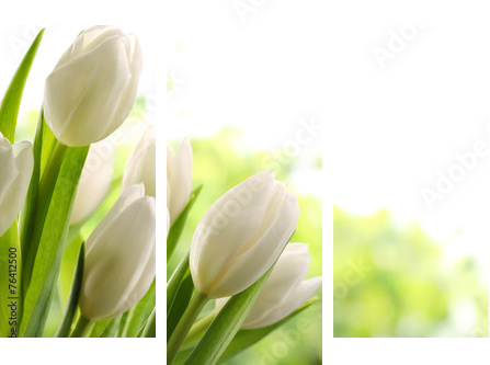 White Tulips  - Dreiteiliges Leinwandbild, Triptychon