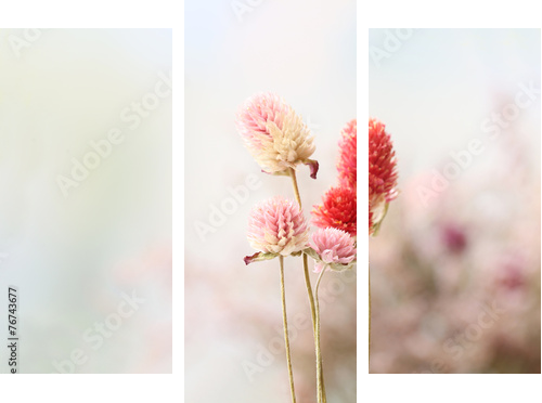 Beautiful dried flowers on bright background  - Dreiteiliges Leinwandbild, Triptychon