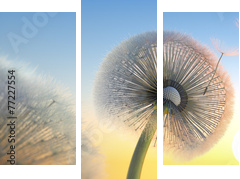 Pusteblumen - Abendstimmung  - Dreiteiliges Leinwandbild, Triptychon