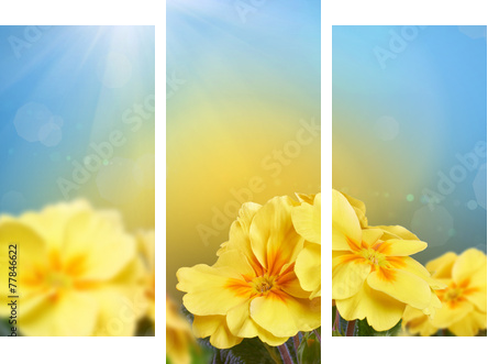 Yellow flowers on a nature background  - Dreiteiliges Leinwandbild, Triptychon