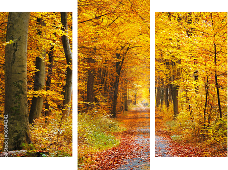 Autumn forest - Dreiteiliges Leinwandbild, Triptychon