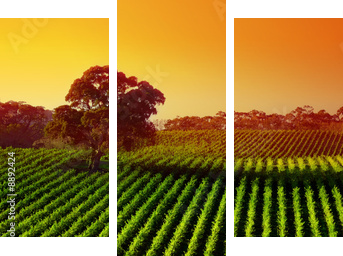 Beautiful Vineyard Landscape with large gum tree - Dreiteiliges Leinwandbild, Triptychon