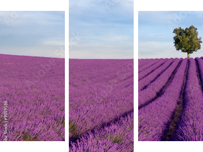 Rich lavender field in Provence with a lone tree - Dreiteiliges Leinwandbild, Triptychon