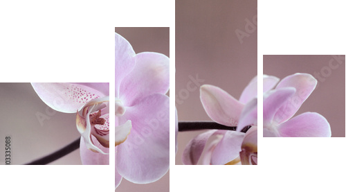 Storczyki - Orchidea - Vierteiliges Leinwandbild, Viertychon