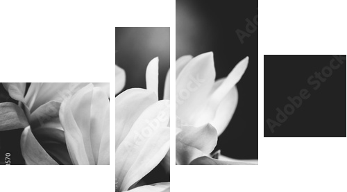 magnolia flower on a black background - Vierteiliges Leinwandbild, Viertychon