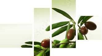 Zielona gałązka oliwna
 - Vierteiliges Leinwandbild, Viertychon