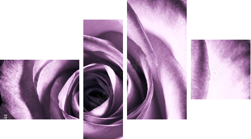 Purple rose - Vierteiliges Leinwandbild, Viertychon
