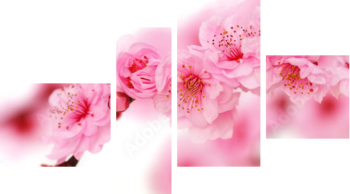 Spring cherry flowers reflected in rendered water - Vierteiliges Leinwandbild, Viertychon