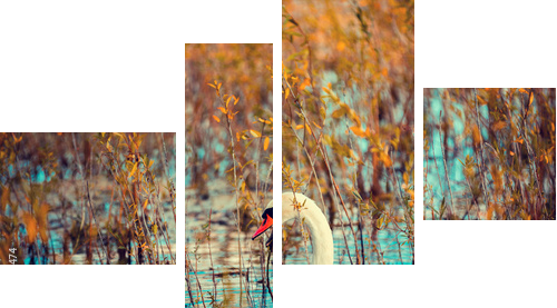 swan swimming in the lake - Vierteiliges Leinwandbild, Viertychon
