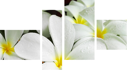 flowers spa - Vierteiliges Leinwandbild, Viertychon