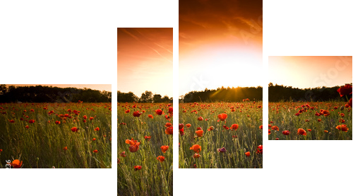 poppies field - Vierteiliges Leinwandbild, Viertychon