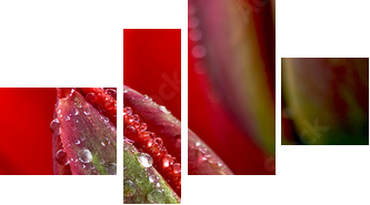 water drop on the tulip - Vierteiliges Leinwandbild, Viertychon
