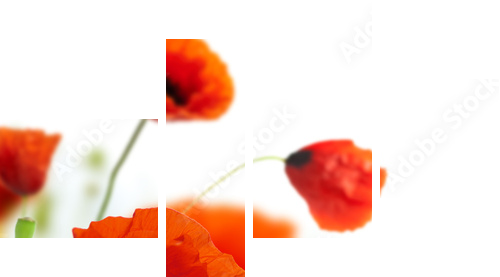 floral design, decoration flowers, poppies border - corner - Vierteiliges Leinwandbild, Viertychon