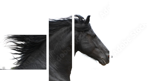 Portrait of galloping frisian horse on white background - Vierteiliges Leinwandbild, Viertychon