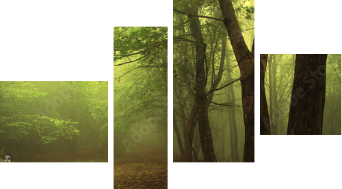 Green forest with fog - Vierteiliges Leinwandbild, Viertychon