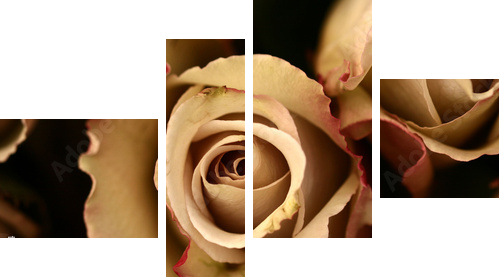 roses flower closeup - Vierteiliges Leinwandbild, Viertychon