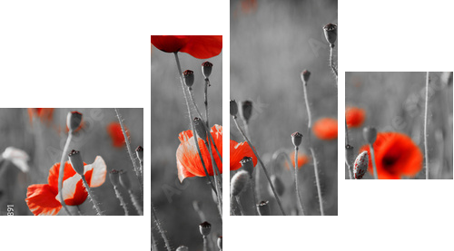 red poppies on  field - Vierteiliges Leinwandbild, Viertychon
