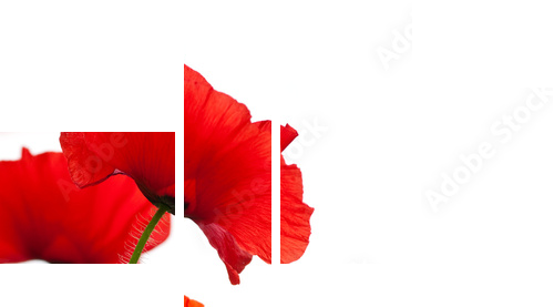poppies isolated on white background- border angle of page - Vierteiliges Leinwandbild, Viertychon
