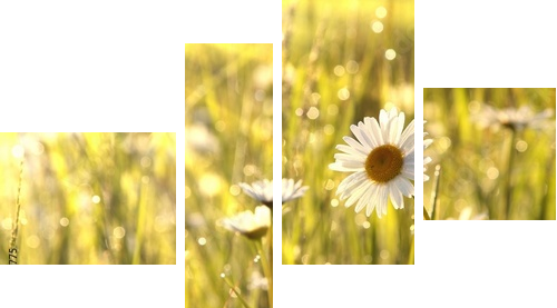 Spring daisies at dawn - Vierteiliges Leinwandbild, Viertychon