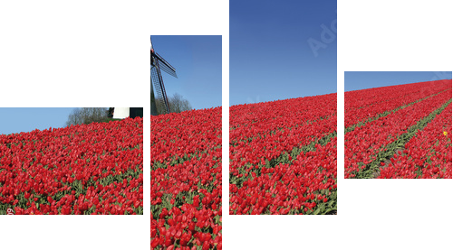 Esencja Holandii – wiatrak i tulipany
 - Vierteiliges Leinwandbild, Viertychon