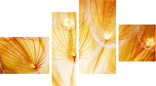 Soft dandelion flower - Vierteiliges Leinwandbild, Viertychon