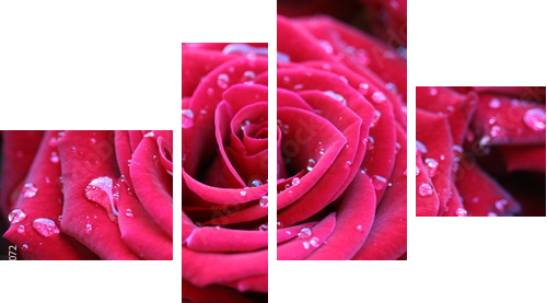 Red rose with dew - Vierteiliges Leinwandbild, Viertychon
