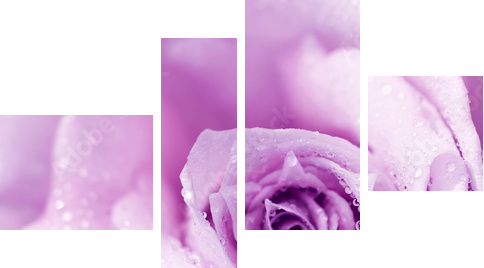 Purple wet rose background - Vierteiliges Leinwandbild, Viertychon