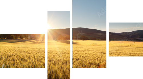 Sunset over wheat field. - Vierteiliges Leinwandbild, Viertychon