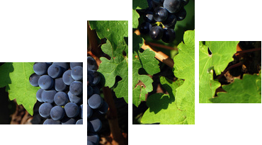 Italian vineyard - Vierteiliges Leinwandbild, Viertychon