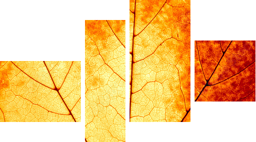 Autumnal background - macro of a colorful maple leaf - Vierteiliges Leinwandbild, Viertychon