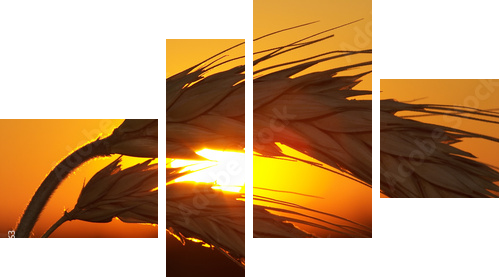 Wheat - Vierteiliges Leinwandbild, Viertychon