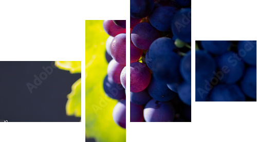 glowing dark wine grapes - Vierteiliges Leinwandbild, Viertychon