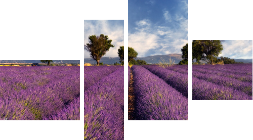 Lavender field in Provence, France - Vierteiliges Leinwandbild, Viertychon
