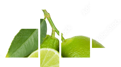 Lime - Vierteiliges Leinwandbild, Viertychon