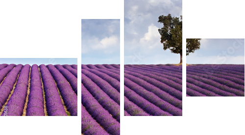 Lavender field and a lone tree - Vierteiliges Leinwandbild, Viertychon
