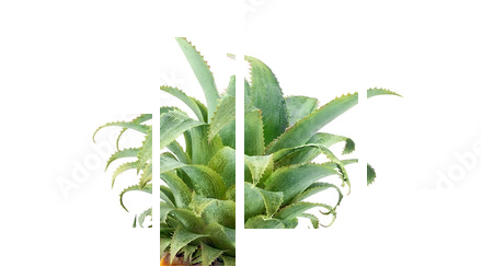 Pineapples isolated on white - Vierteiliges Leinwandbild, Viertychon